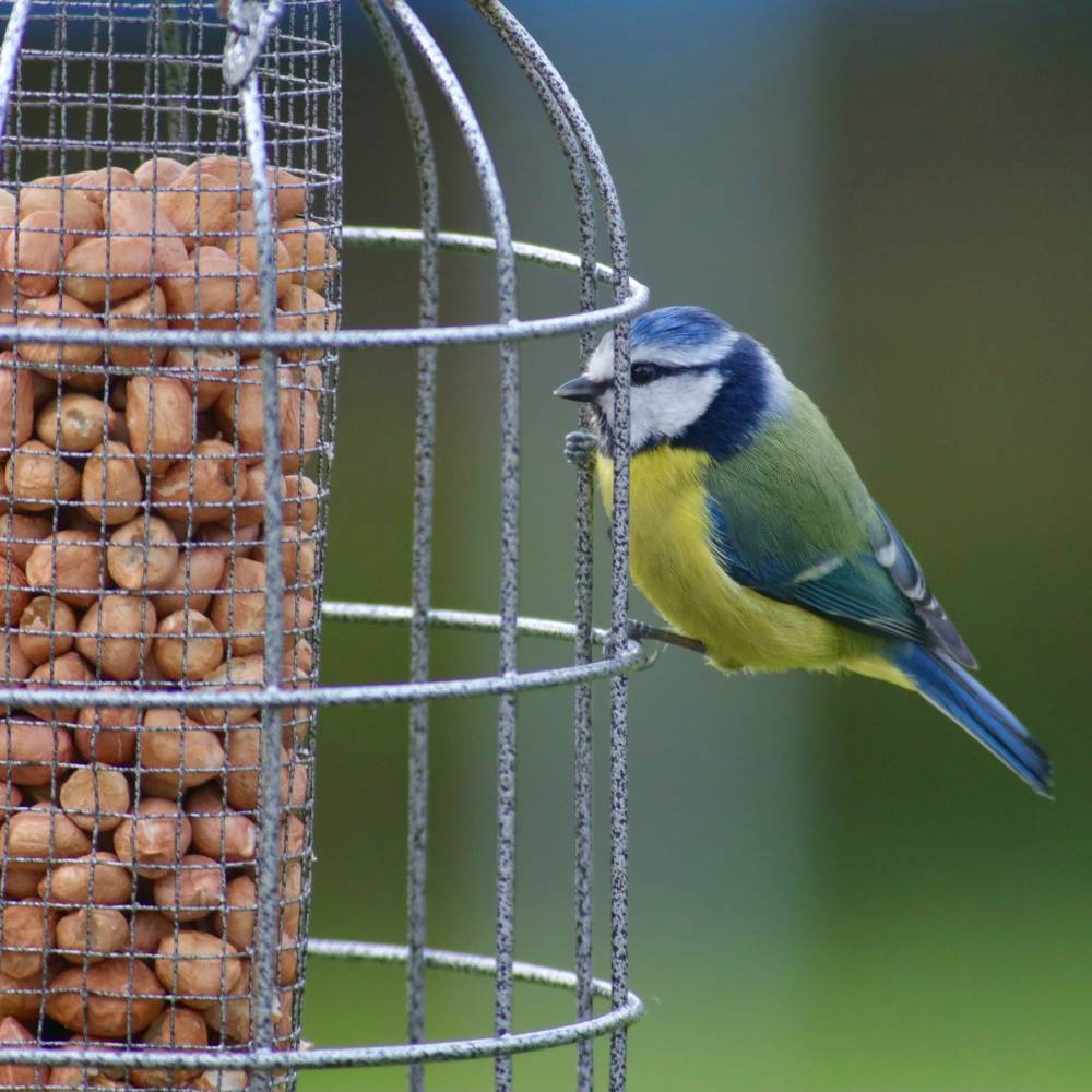 Squirrel Resistant Peanut Bird Feeder